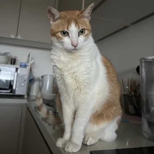 Image of my cat Shamy