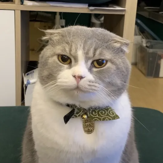 Image of my cat Sheldon